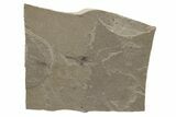 Fossil Samara (Winged Seed) - Green River Formation, Utah #237533-1